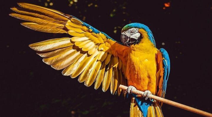 Parrot
